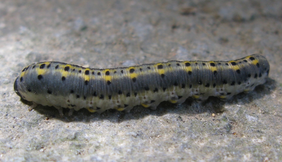 Identificazione bruco o larva ?