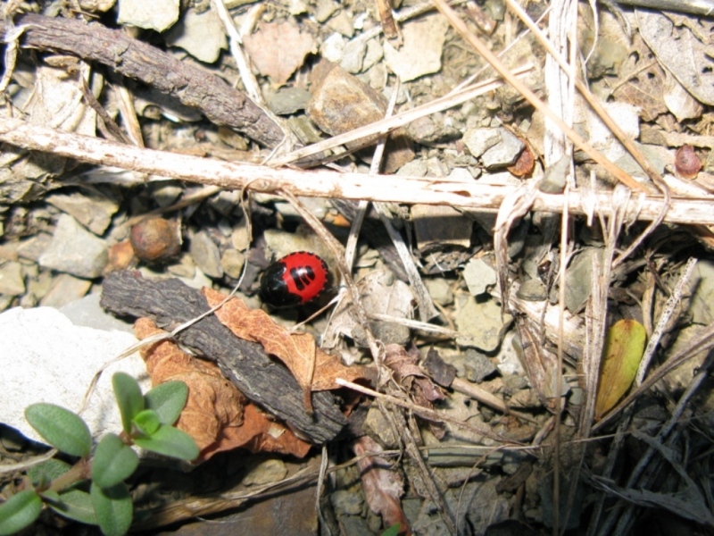 Cydnidae: Canthophorus sp. del Lazio (VT)