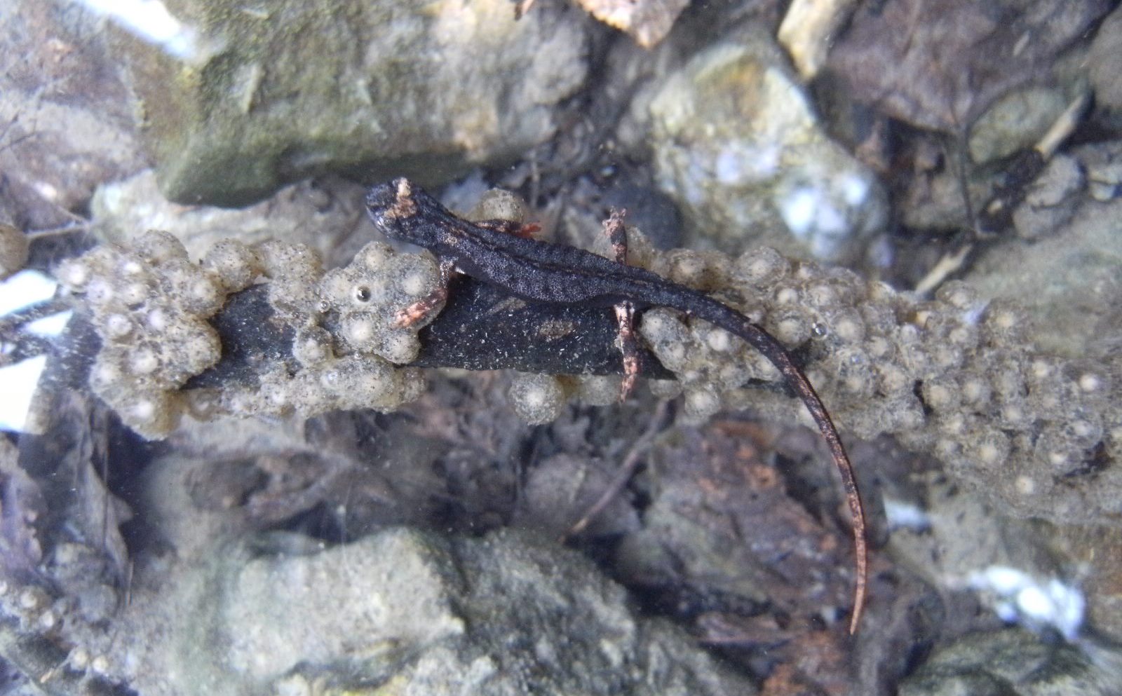 Uova di ululone - Bombina pachypus