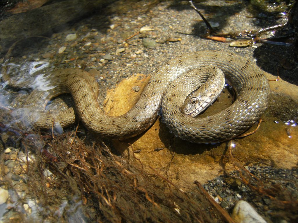 Natrix. tassellata: una domanda difficile