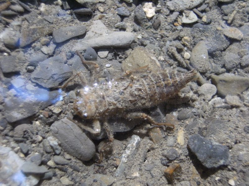 larva di odonato da determinare: Cordulegaster cfr. boltonii