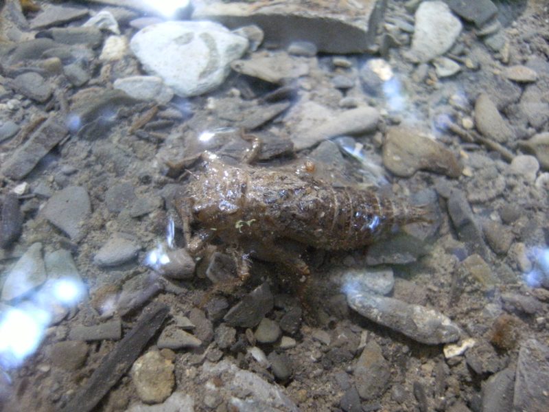 larva di odonato da determinare: Cordulegaster cfr. boltonii