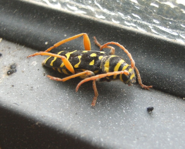Plagionotus arcuatus, Cerambycidae