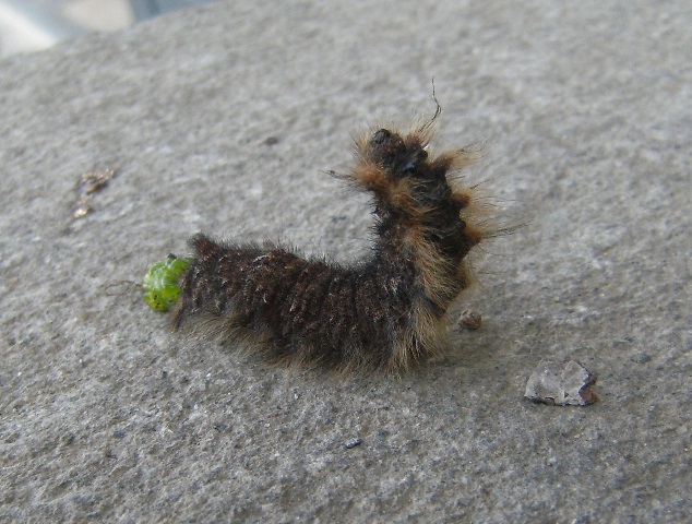 Bruco di Gastropacha (Gastropacha) quercifolia