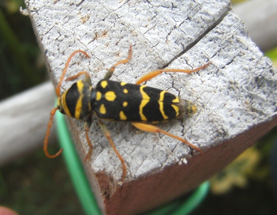 Plagionotus arcuatus, Cerambycidae
