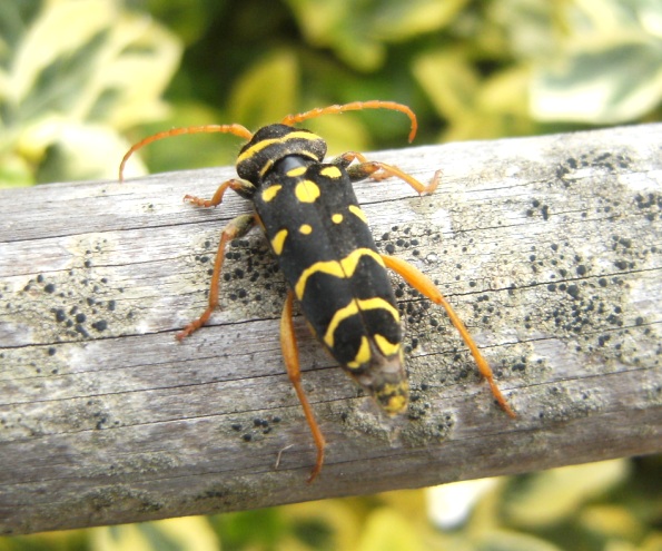 Plagionotus arcuatus, Cerambycidae
