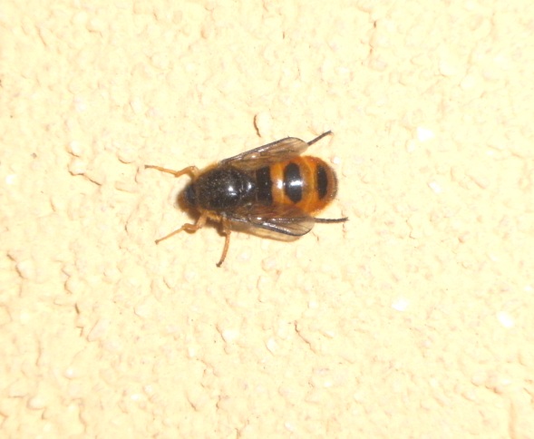 ditterino con reattore:  Astomella hispaniae (Acroceridae)