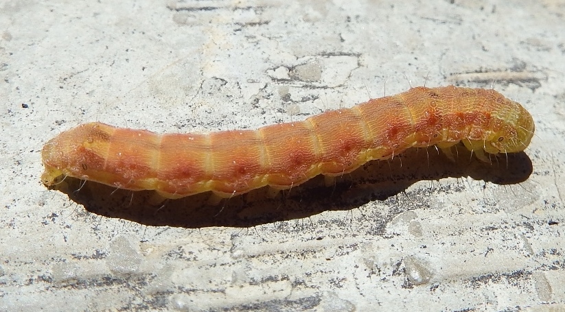 bruco da determinare 1? Noctuidae Heliothinae