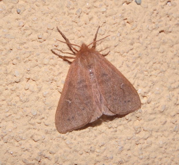 Lymantriidae - Ocneria rubea