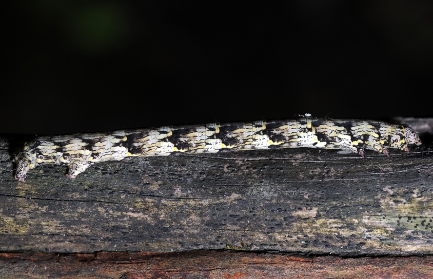 Bruco di Lycia? S, cfr. hirtaria (Geometridae)