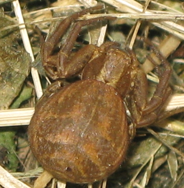 Xysticus sp. - Acquapendente (VT)