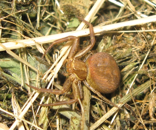 Xysticus sp. - Acquapendente (VT)