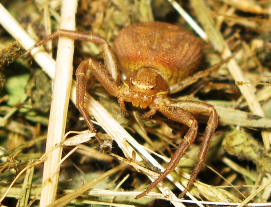 Xysticus sp. - Acquapendente (VT)
