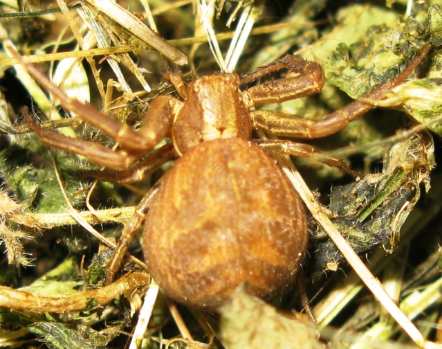 Xysticus sp. - Acquapendente (VT)