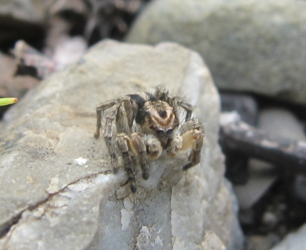 Aelurilus v-insignitus - Acquapendente (VT)