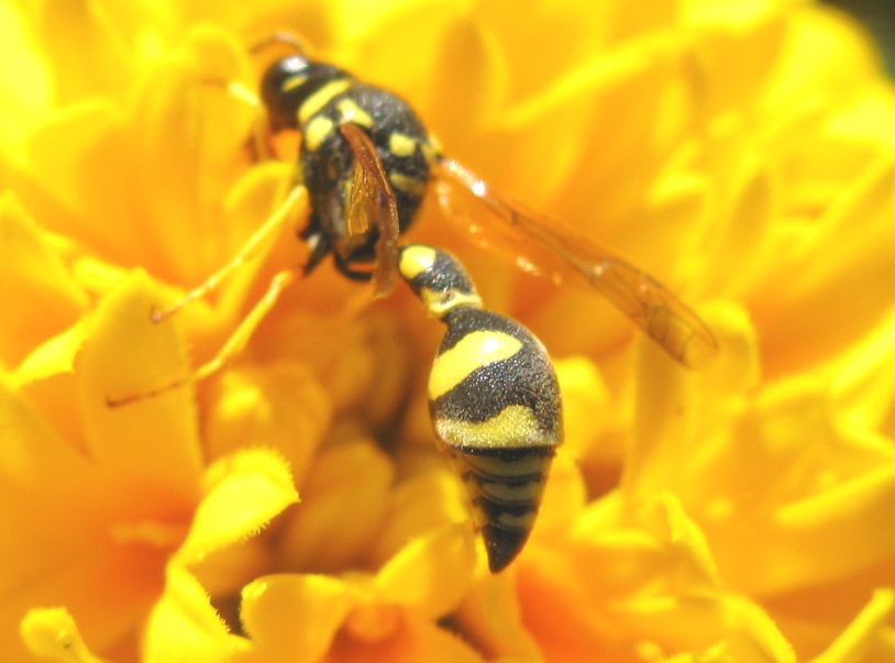 Eumenes sp.