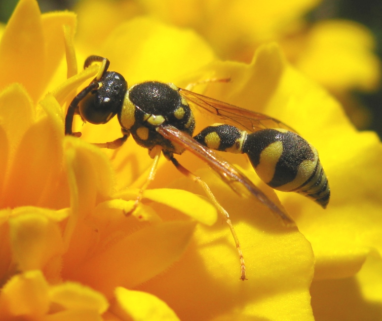 Eumenes sp.