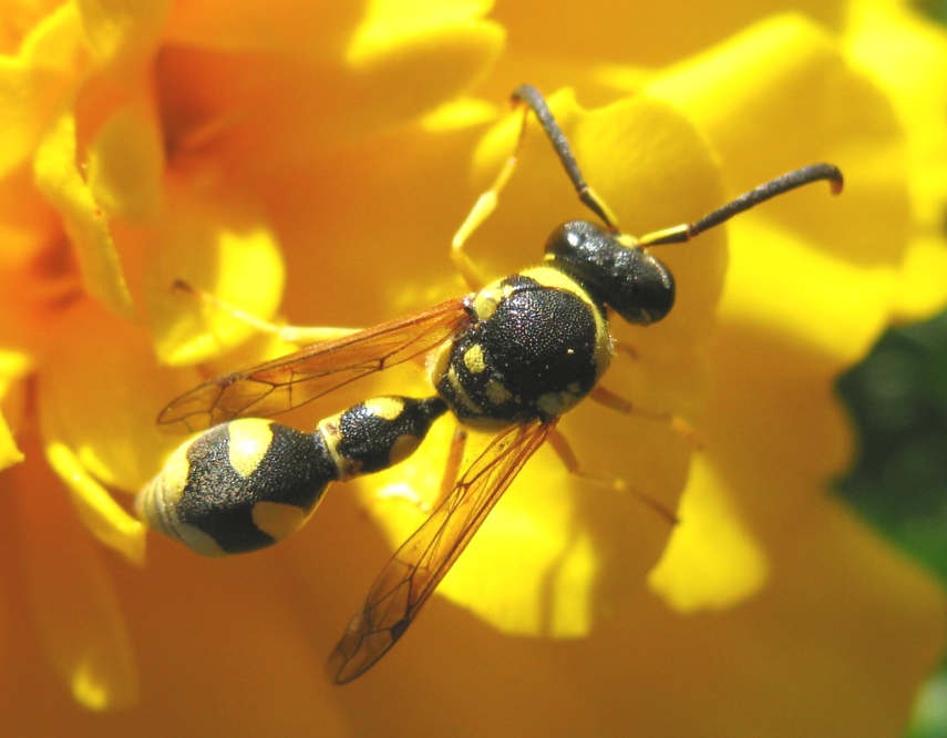 Eumenes sp.