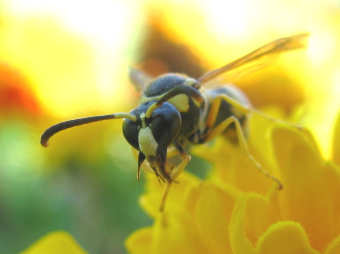 Eumenes sp.