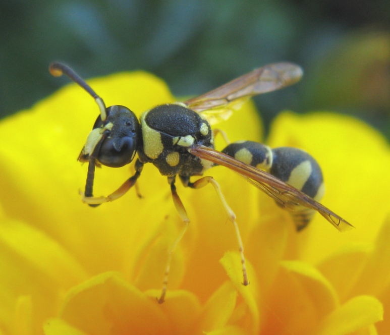 Eumenes sp.