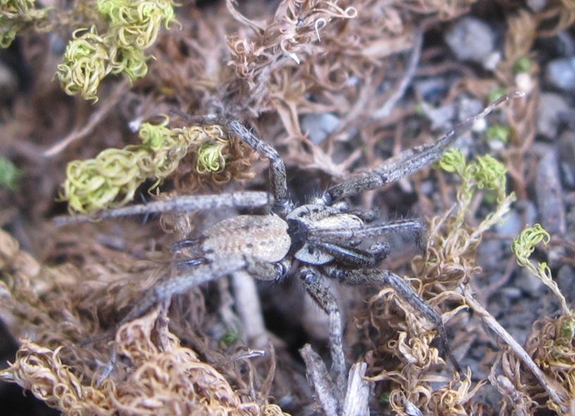 Nomisia exornata - Acquapendente (VT)