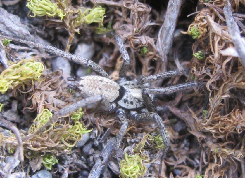 Nomisia exornata - Acquapendente (VT)
