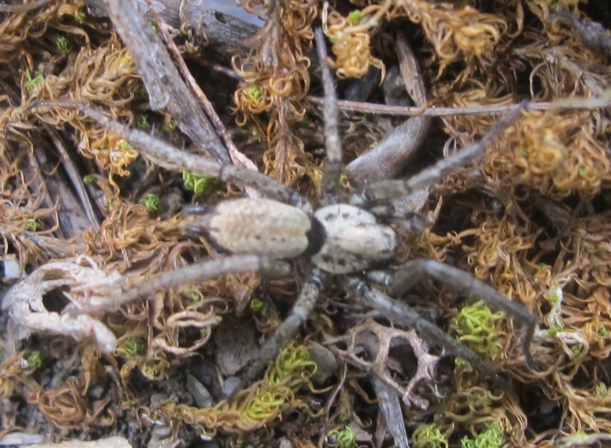 Nomisia exornata - Acquapendente (VT)
