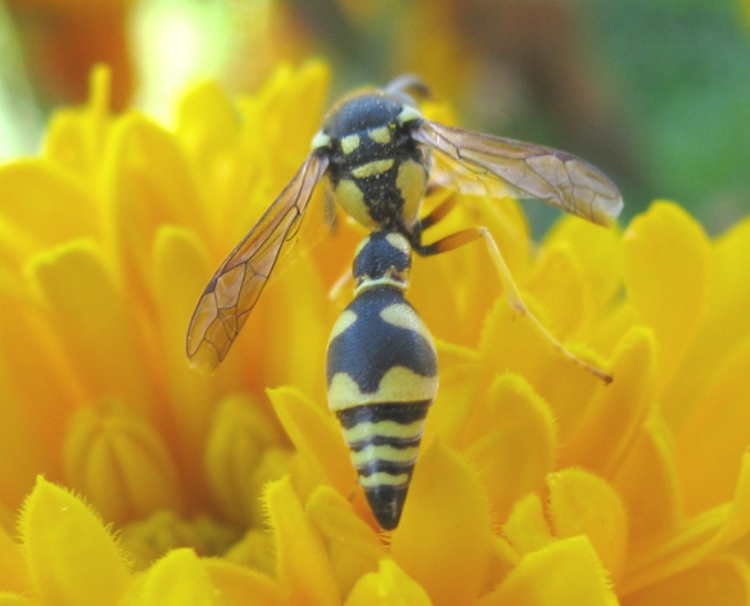 Eumenes sp.