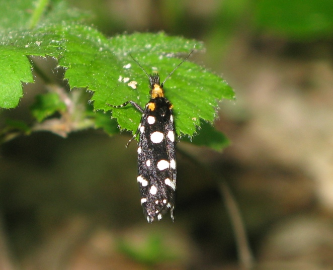 Tineidae - Euplocamus anthracinalis ?