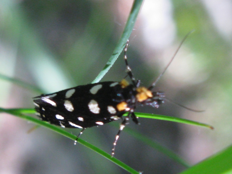 Tineidae - Euplocamus anthracinalis ?