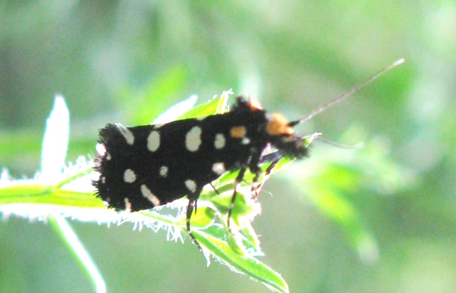 Tineidae - Euplocamus anthracinalis ?