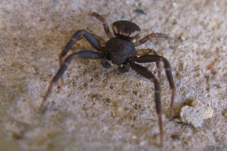 Maschio di Ozyptila sp. - Acquapendente (VT)