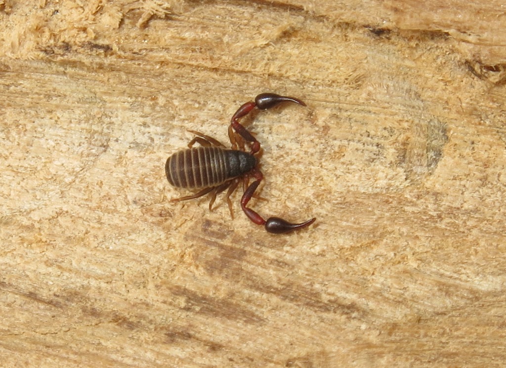 Pseudoscorpiones da Acquapendente (VT): Cheliferidae