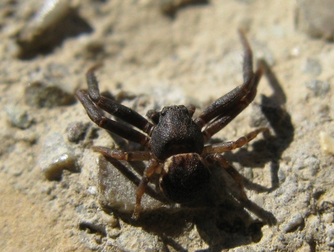 Maschio di Ozyptila sp. - Acquapendente (VT)