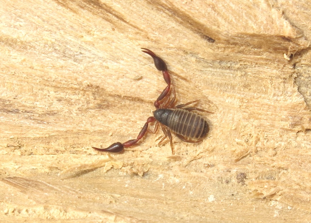 Pseudoscorpiones da Acquapendente (VT): Cheliferidae