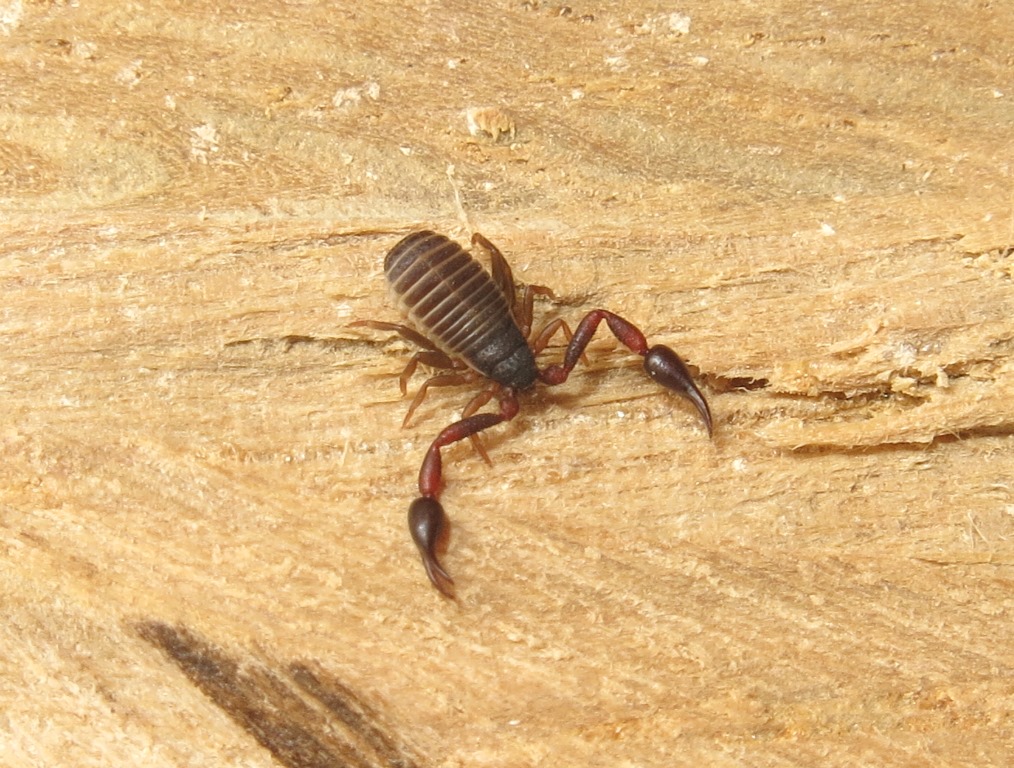 Pseudoscorpiones da Acquapendente (VT): Cheliferidae