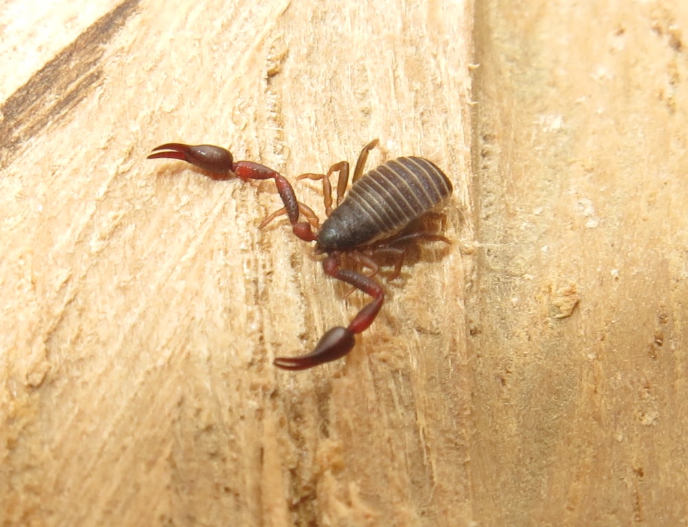 Pseudoscorpiones da Acquapendente (VT): Cheliferidae