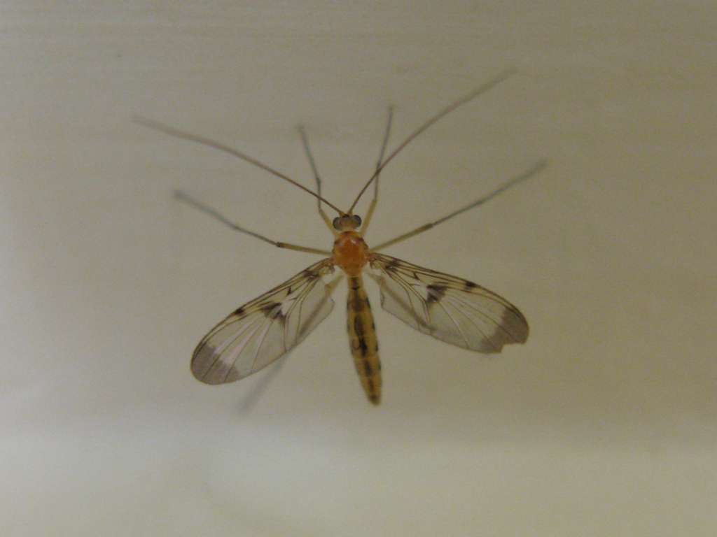 Keroplatidae da determinare??