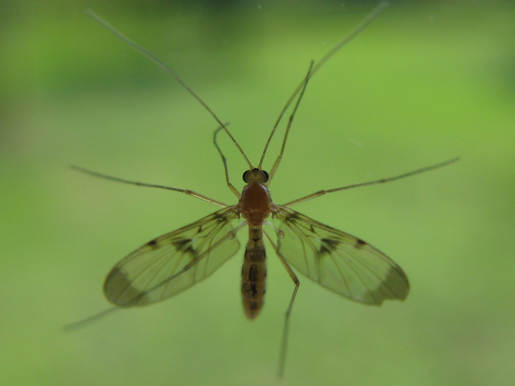 Keroplatidae da determinare??