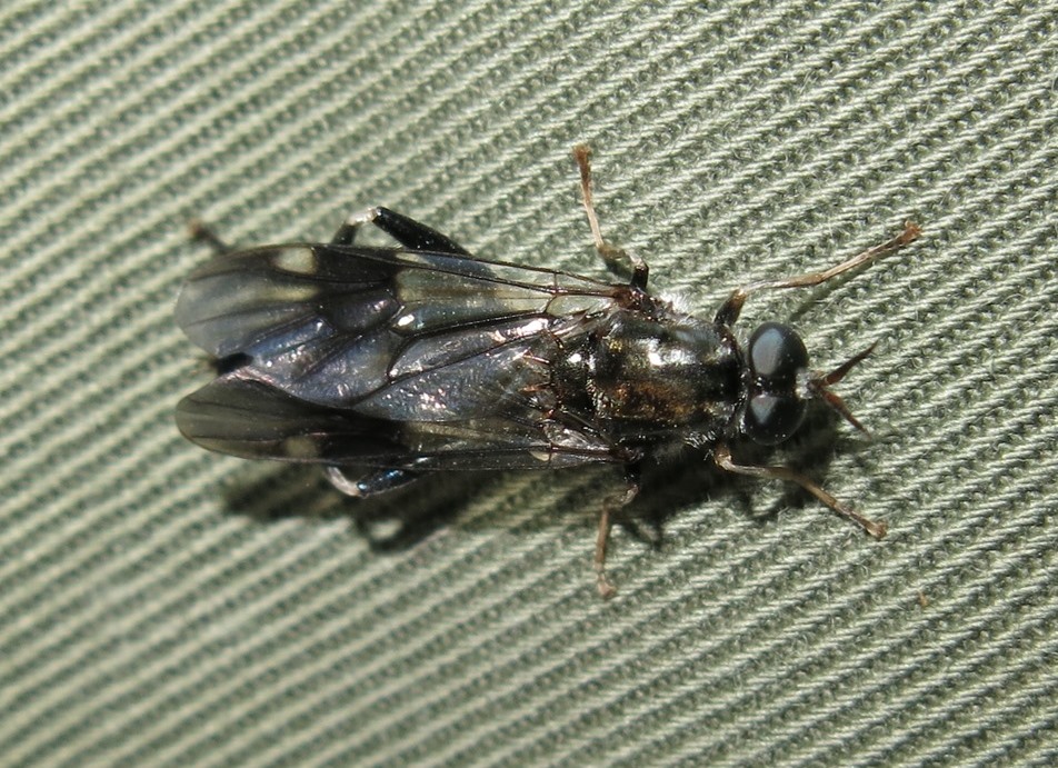 Exaireta spinigera (Stratiomyidae)