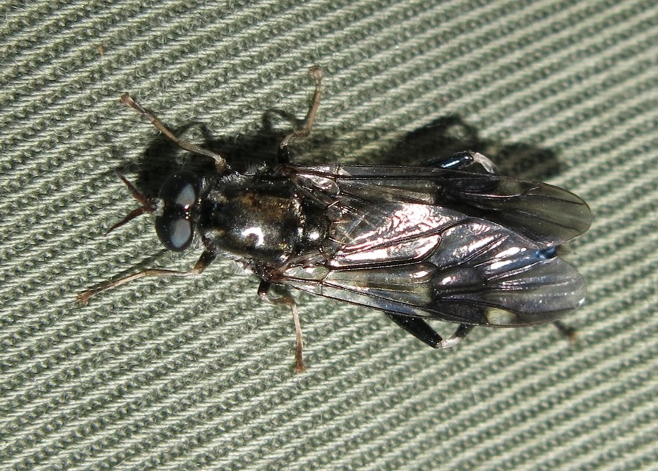 Exaireta spinigera (Stratiomyidae)