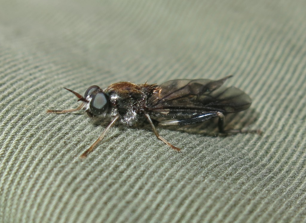 Exaireta spinigera (Stratiomyidae)