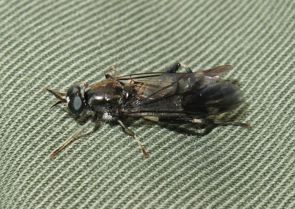 Exaireta spinigera (Stratiomyidae)