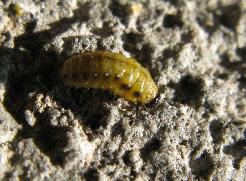 larva di coleottero ???