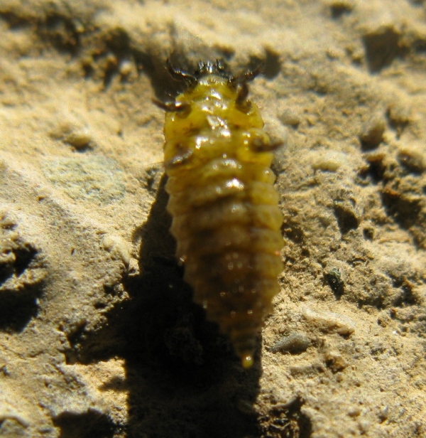 larva di coleottero ???