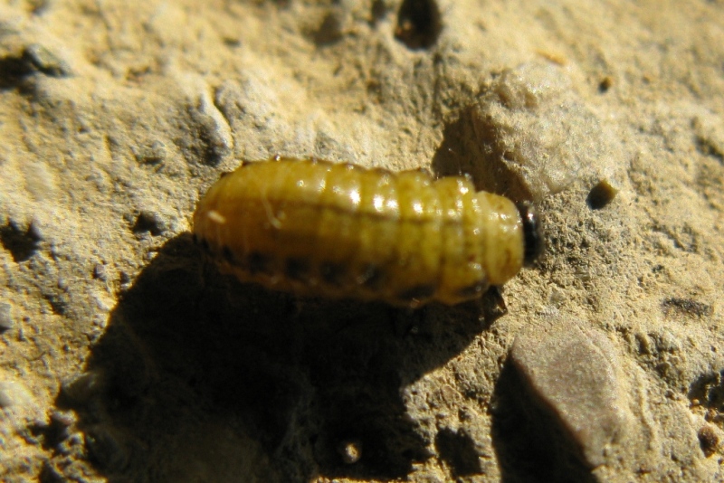 larva di coleottero ???