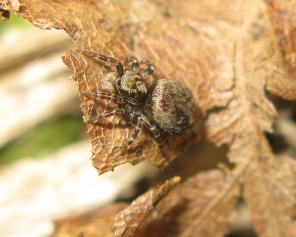 Pseudeuophrys cf. erratica - Acquapendente (VT)