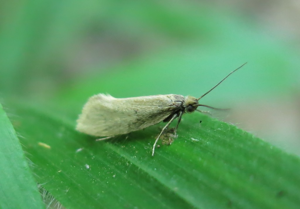 Eriocottidae:  Eriocottis sp., maschio