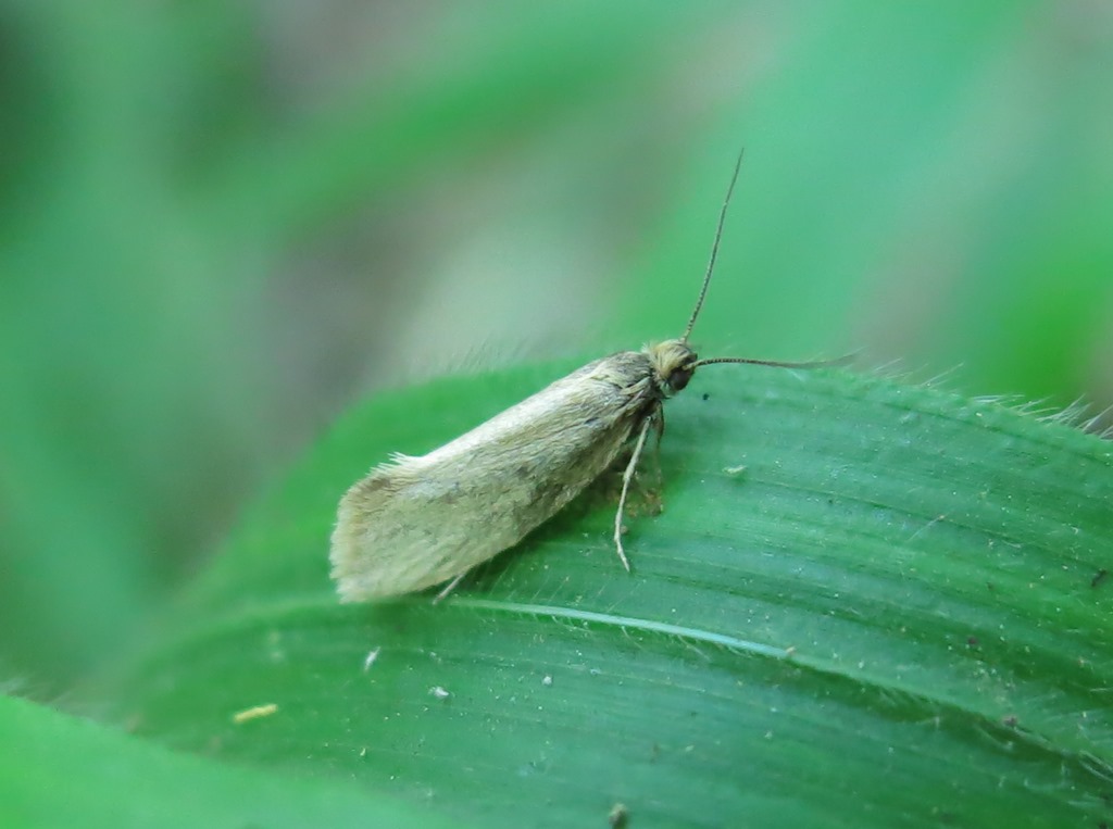 Eriocottidae:  Eriocottis sp., maschio