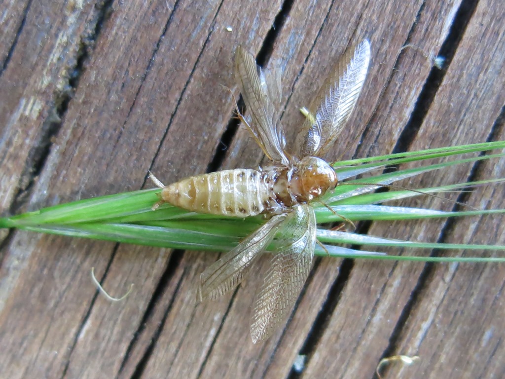 Ectobius pallidus (Olivier, 1789)